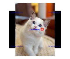 schattige Ragdoll-kittens die klaar zijn om naar hun nieuwe, liefdevolle thuis te gaan!