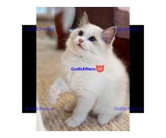 schattige Ragdoll-kittens die klaar zijn om naar hun nieuwe, liefdevolle thuis te gaan!