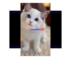 schattige Ragdoll-kittens die klaar zijn om naar hun nieuwe, liefdevolle thuis te gaan!