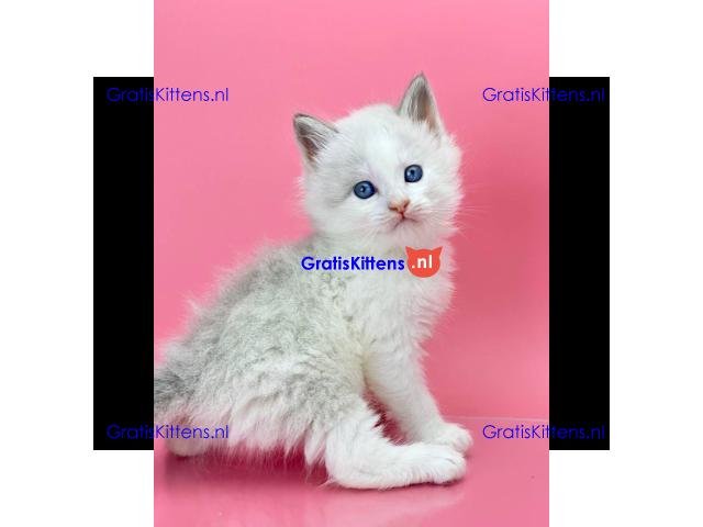 schattige Ragdoll-kittens die klaar zijn om naar hun nieuwe, liefdevolle thuis te gaan!