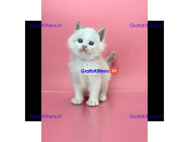 schattige Ragdoll-kittens die klaar zijn om naar hun nieuwe, liefdevolle thuis te gaan!