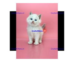 schattige Ragdoll-kittens die klaar zijn om naar hun nieuwe, liefdevolle thuis te gaan!