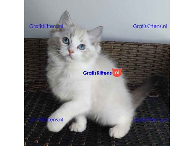 Ragdoll kittens beschikbaar voor adoptie en herplaatsing