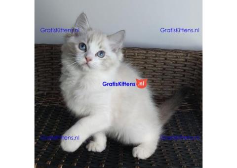 Ragdoll kittens beschikbaar voor adoptie en herplaatsing