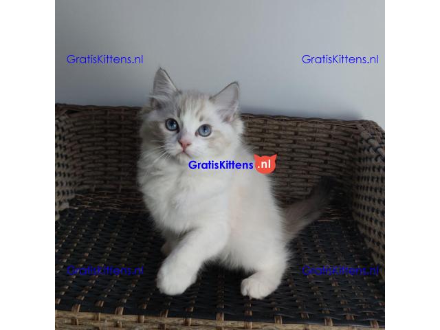 Ragdoll kittens beschikbaar voor adoptie en herplaatsing