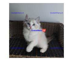 Ragdoll kittens beschikbaar voor adoptie en herplaatsing