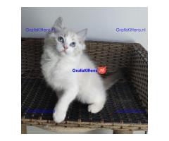 Ragdoll kittens beschikbaar voor adoptie en herplaatsing