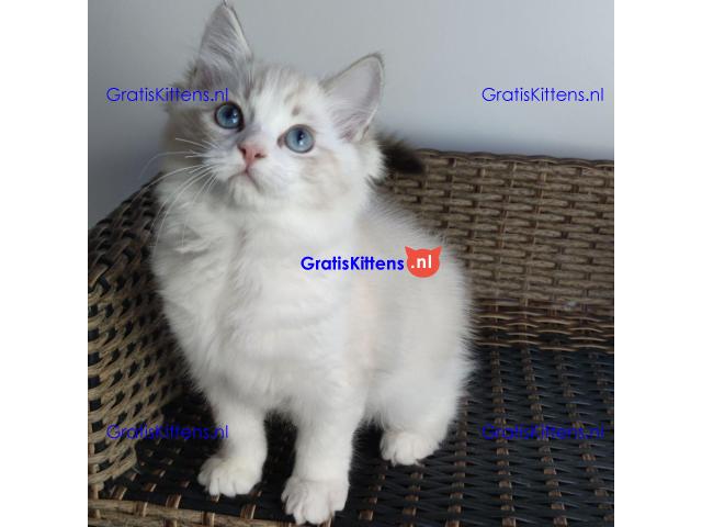 Ragdoll kittens beschikbaar voor adoptie en herplaatsing