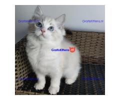 Ragdoll kittens beschikbaar voor adoptie en herplaatsing