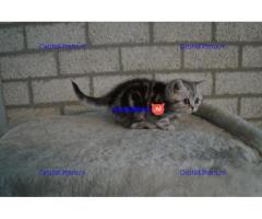 Britse Korthaar/Scottish Fold Blauw en Lilac kitten €  Whatsapp-nummer: +31 6 877 322 95