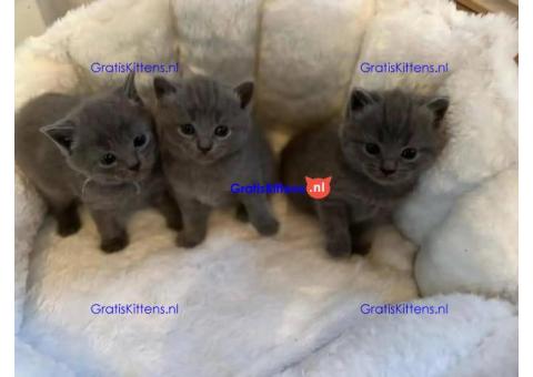 Britse korthaar/Blauwe Russische kittens/WhatsApp +3197010270440