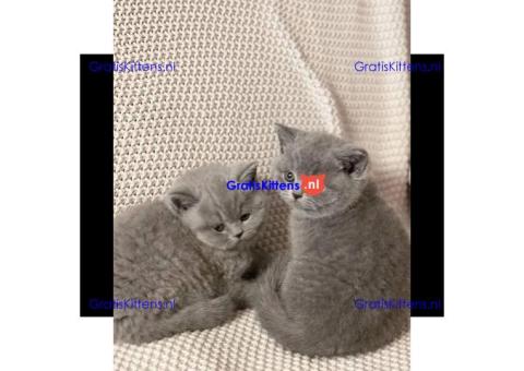 Britse korthaar/Blauwe Russische kittens/WhatsApp +3197010270440