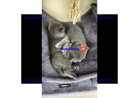 Britse korthaar/Blauwe Russische kittens/WhatsApp +3197010270440