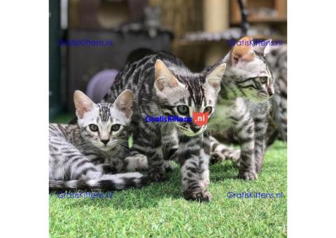 Bengaalse/Ragdoll/Sphynx kittens beschikbaar/ WhatsApp +3197010270440