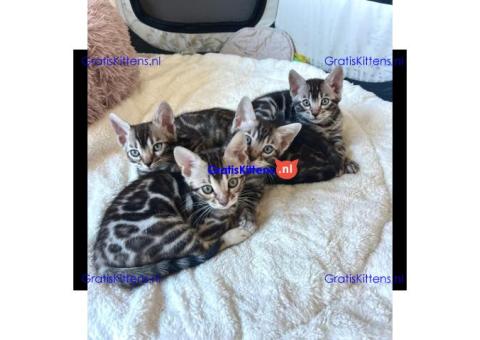 Bengaalse/Ragdoll/Sphynx kittens beschikbaar/ WhatsApp +3197010270440