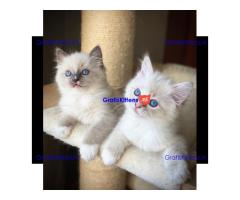 Bengaalse/Ragdoll/Sphynx kittens beschikbaar/ WhatsApp +3197010270440