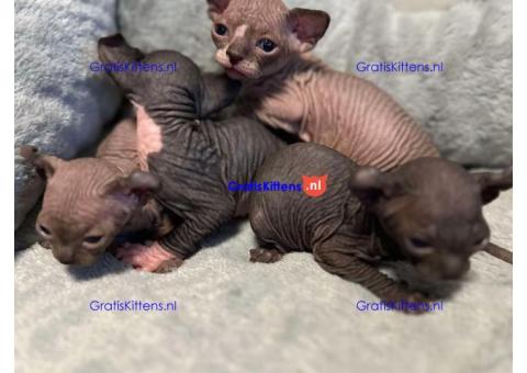 Bengaalse/Ragdoll/Sphynx kittens beschikbaar/ WhatsApp +3197010270440