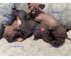 Bengaalse/Ragdoll/Sphynx kittens beschikbaar/ WhatsApp +3197010270440
