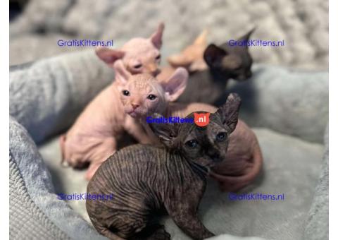 Bengaalse/Ragdoll/Sphynx kittens beschikbaar/ WhatsApp +3197010270440