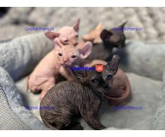 Bengaalse/Ragdoll/Sphynx kittens beschikbaar/ WhatsApp +3197010270440