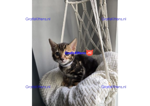 Bengaalse/Ragdoll/Sphynx kittens beschikbaar/ WhatsApp +3197010270440