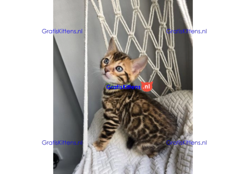 Bengaalse/Ragdoll/Sphynx kittens beschikbaar/ WhatsApp +3197010270440