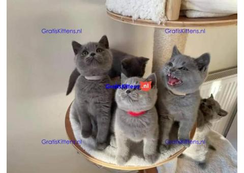 Britse korthaar/Blauwe Russische kittens/WhatsApp +3197010270440