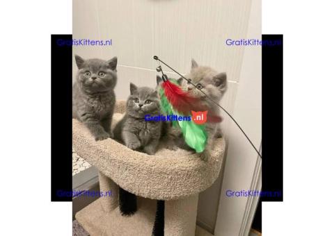Britse korthaar/Blauwe Russische kittens/WhatsApp +3197010270440