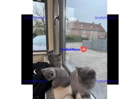 Britse korthaar/Blauwe Russische kittens/WhatsApp +3197010270440
