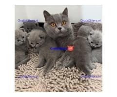 Britse korthaar/Blauwe Russische kittens/WhatsApp +3197010270440
