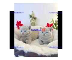 Britse korthaar/Blauwe Russische kittens/WhatsApp +3197010270440