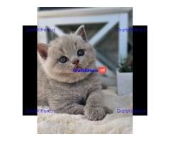 Britse korthaar/Blauwe Russische kittens/WhatsApp +3197010270440