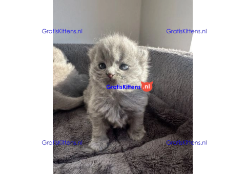 Britse korthaar/Blauwe Russische kittens/WhatsApp +3197010270440