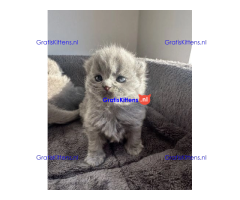 Britse korthaar/Blauwe Russische kittens/WhatsApp +3197010270440