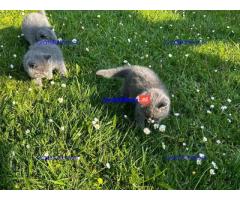 BHK Britse Korthaar KITTENS
