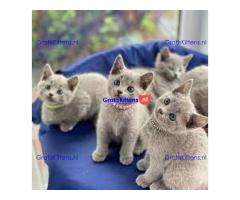 BHK Britse Korthaar KITTENS