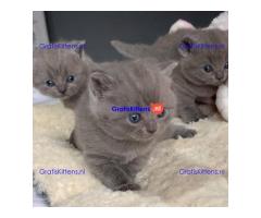 Britse korthaar kittens te koop