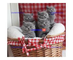 Britse Korthaar/Scottish Fold Blauw en Lilac kitten