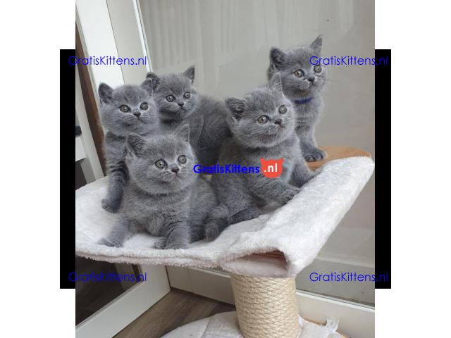 Britse Korthaar/Scottish Fold Blauw en Lilac kitten