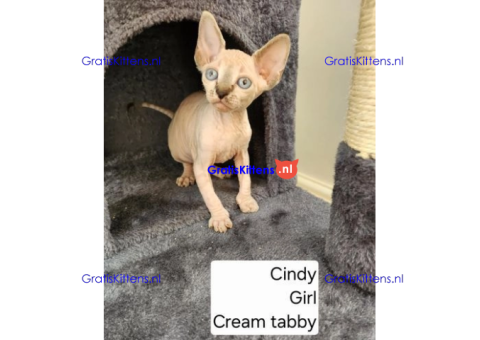 Bengaalse/Ragdoll/Sphynx kittens beschikbaar