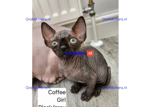 Bengaalse/Ragdoll/Sphynx kittens beschikbaar