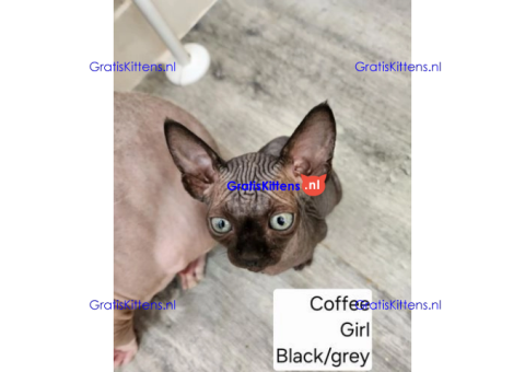 Bengaalse/Ragdoll/Sphynx kittens beschikbaar
