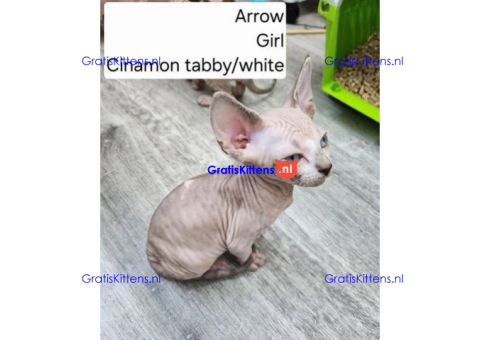Bengaalse/Ragdoll/Sphynx kittens beschikbaar