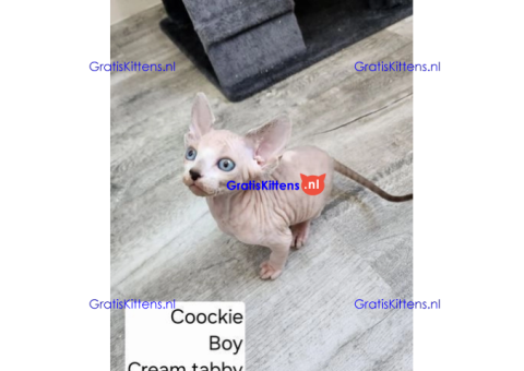 Bengaalse/Ragdoll/Sphynx kittens beschikbaar