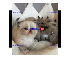 Bengaalse/Ragdoll/Sphynx kittens beschikbaar
