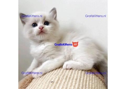 Bengaalse/Ragdoll/Sphynx kittens beschikbaar