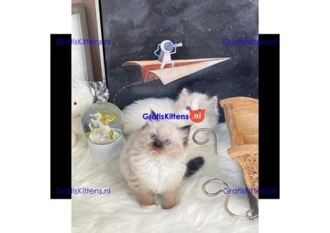 Bengaalse/Ragdoll/Sphynx kittens beschikbaar