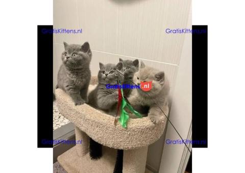 Brits korthaar katten zoeken een nieuw thuis