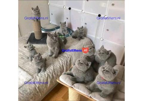 Brits korthaar katten zoeken een nieuw thuis