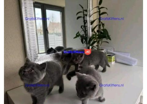 Brits korthaar katten zoeken een nieuw thuis